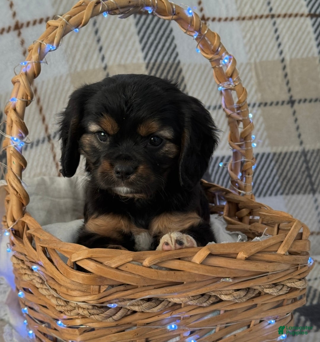 Mixed Breed dogs for sale: Jassity - Ad 3