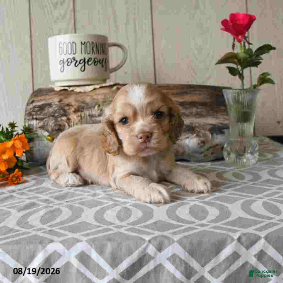 Cocker Spaniel dogs Candy - Ad 2