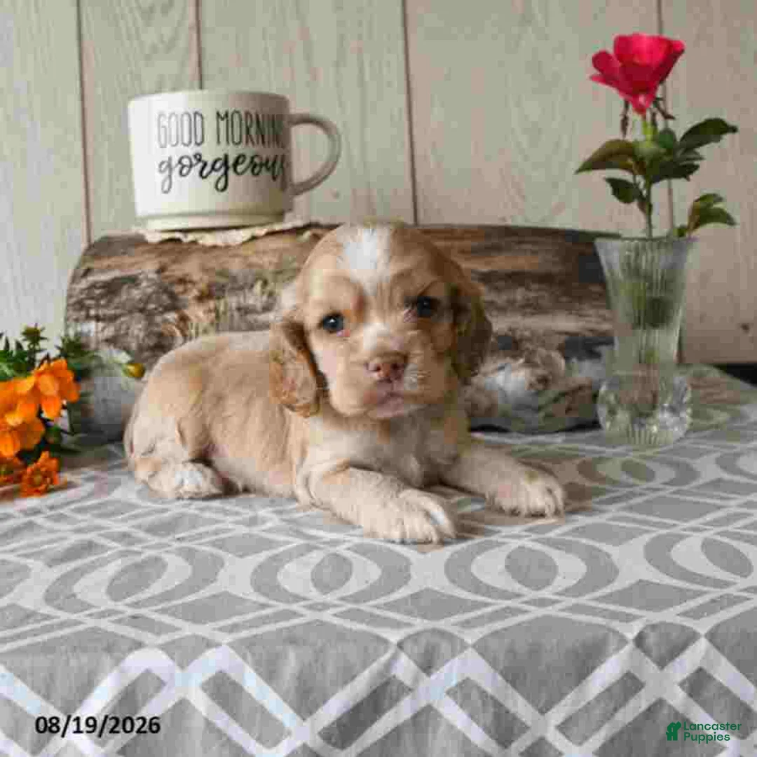 Cocker Spaniel dogs for sale: Candy - Ad 2