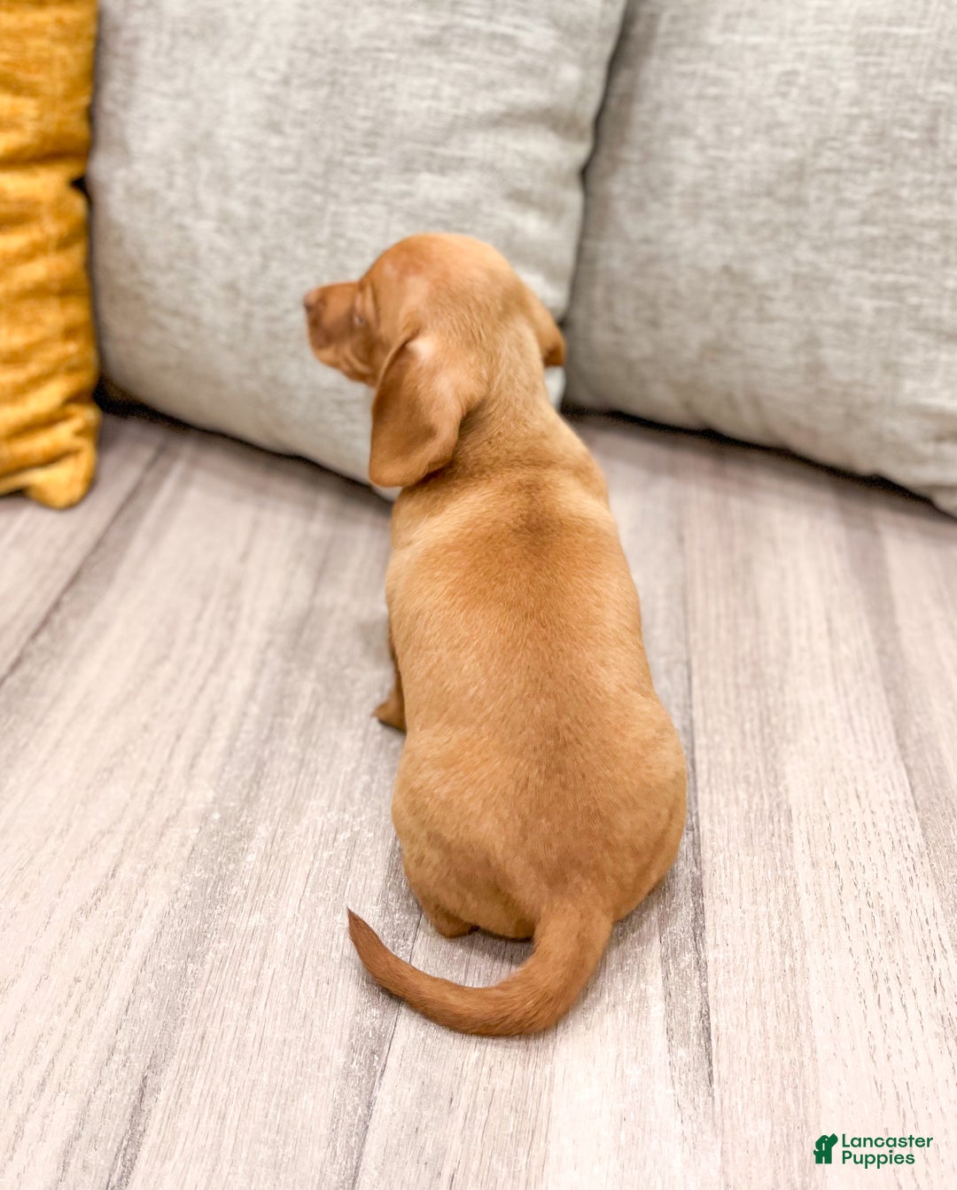 Miniature Dachshund dogs for sale: Duke - Ad 5