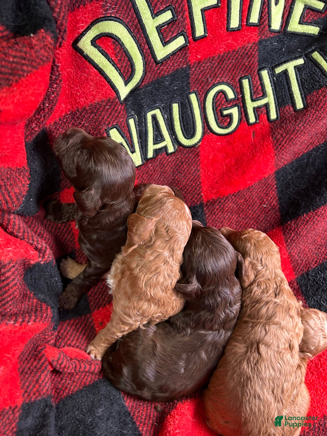 Cavapoo dogs for sale: Chanel - Ad 1