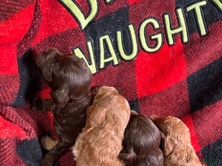 Cavapoo dogs Chanel - Ad 42