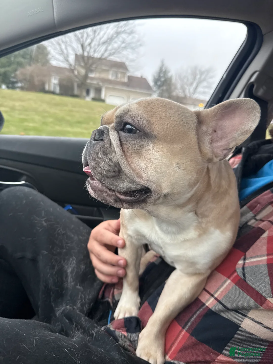 French Bulldog dogs for stud: georgie  - Ad 10