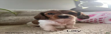 Lily