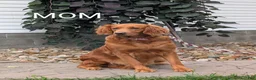 Golden Retriever dogs for sale: Charlie  - Ad 15