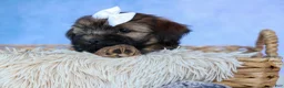 Shorkie dogs for sale: SALLY - Ad 13