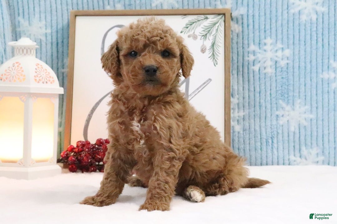 Mini Goldendoodle dogs for sale: Kobie - Ad 2