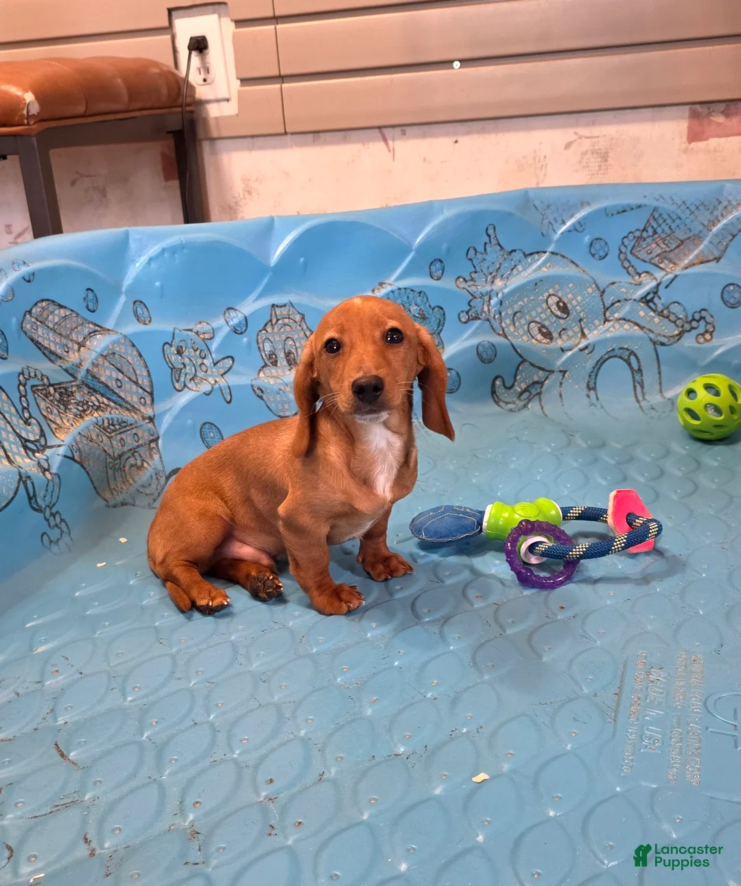 Miniature Dachshund dogs for sale: Boyd - Ad 1