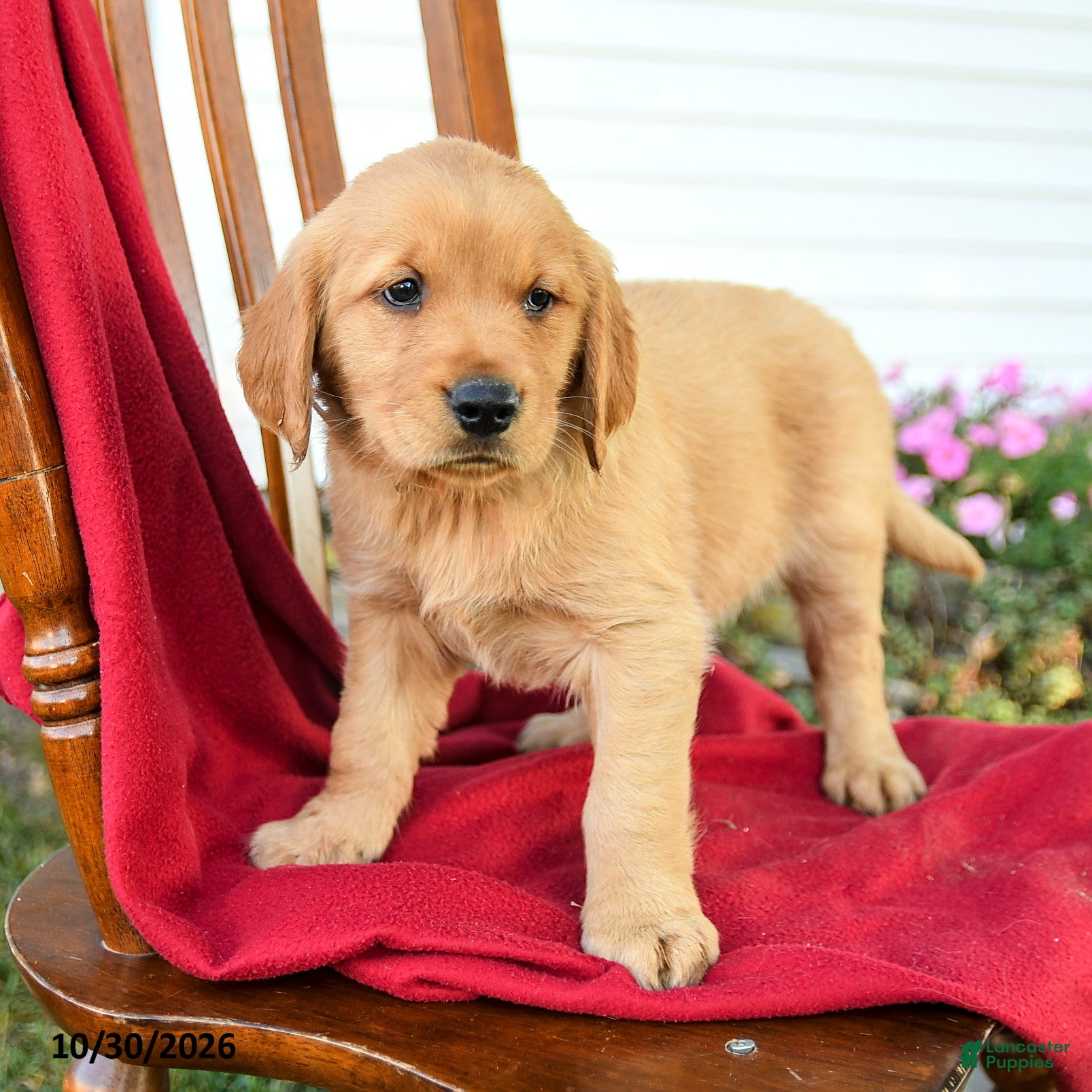 Golden Retriever dogs for sale: Bella   - Ad 1