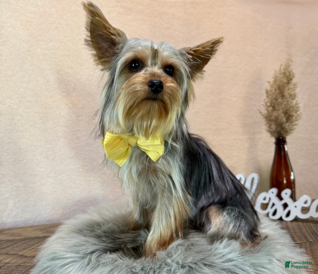 Yorkshire Terrier dogs for sale: Zion - Ad 2