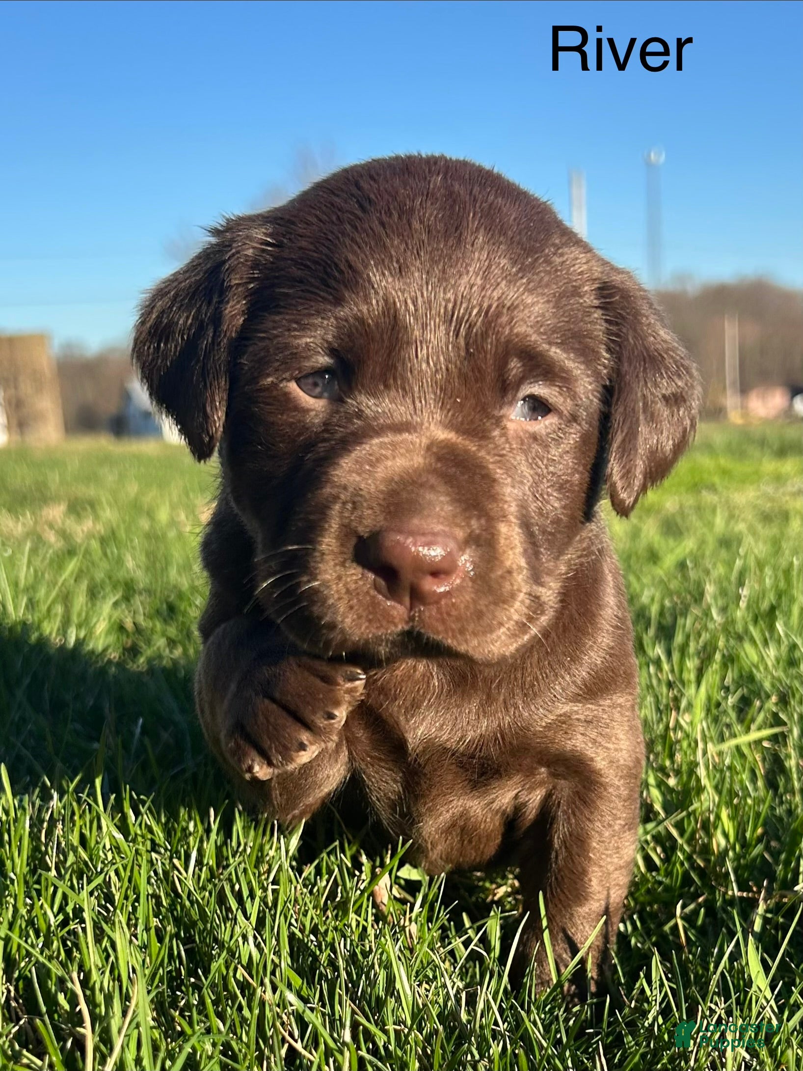 Labrador Retriever dogs River-Labrador Retriever Puppy  - Ad 1