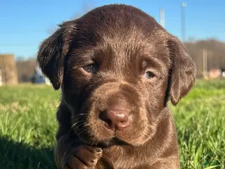 Labrador Retriever dogs for sale: River-Labrador Retriever Puppy - Ad 2