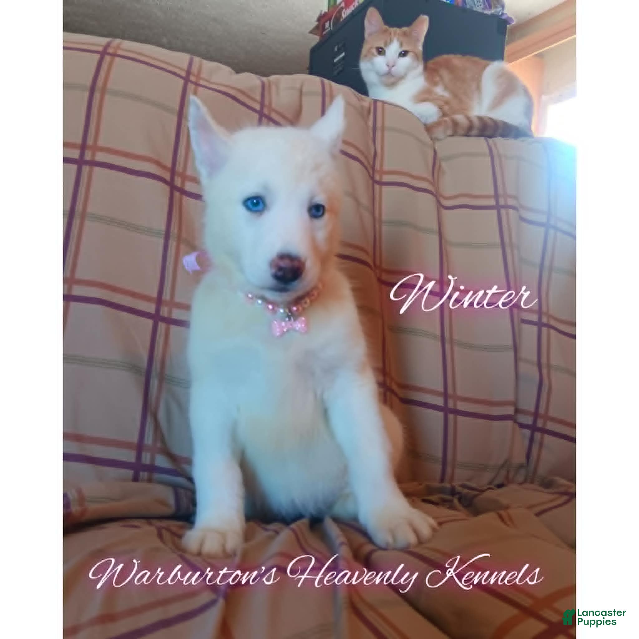 Siberian Husky dogs Siberian Husky Puppy 3 - Ad 26