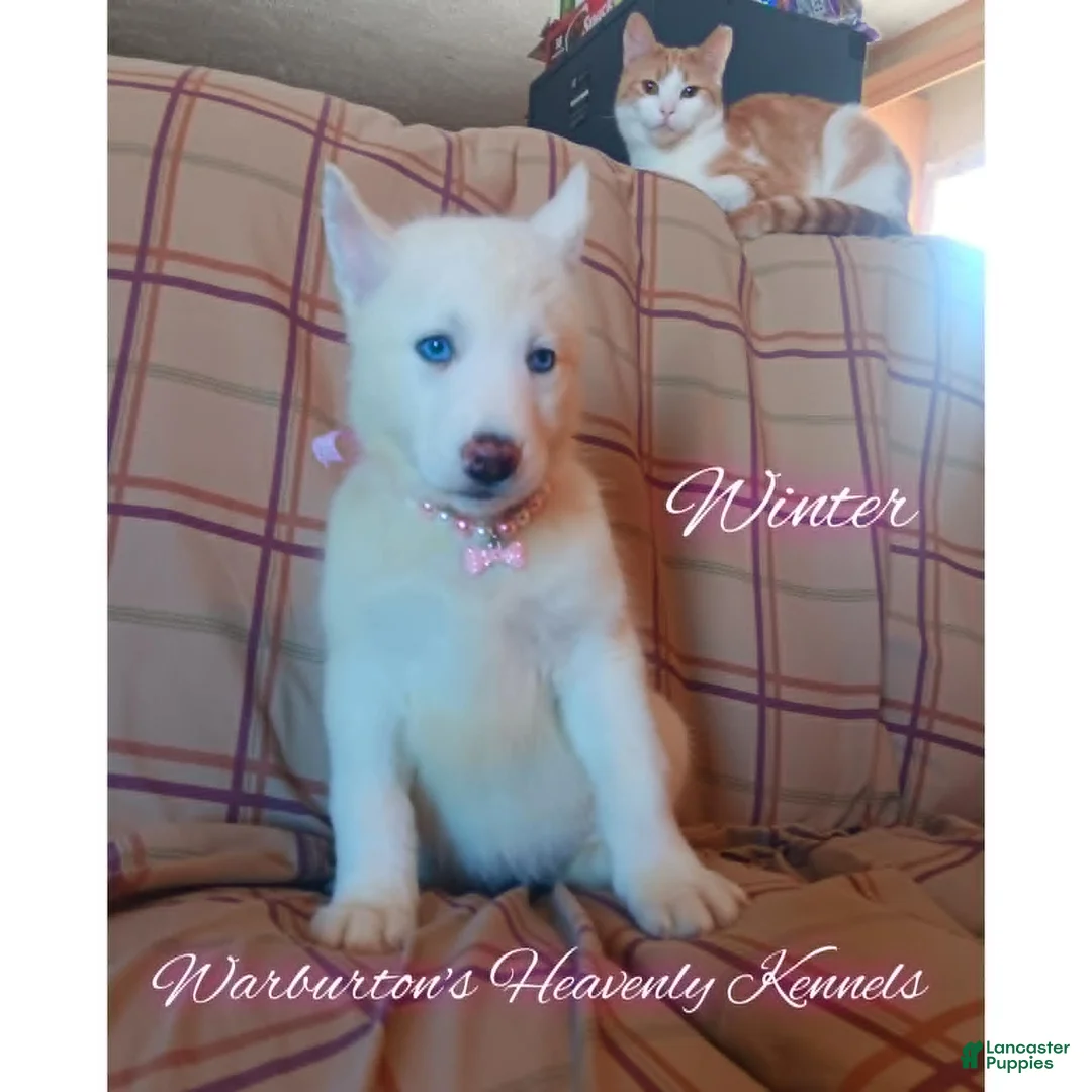 Siberian Husky dogs for sale: Siberian Husky Puppy 3 - Ad 1
