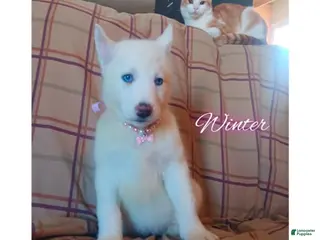 Siberian Husky dogs Siberian Husky Puppy 3 - Ad 26