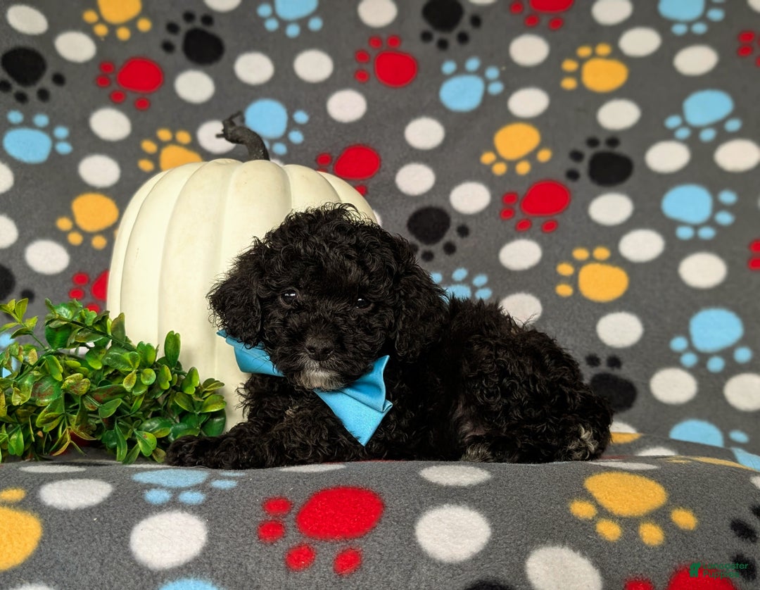 Miniature Poodle dogs for sale: Tennyson - Ad 4
