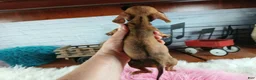 Miniature Dachshund dogs for sale: Suzies Teacup red girl. Hand Delivery  - Ad 9