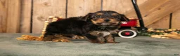 Yorkshire Terrier dogs for sale: Karli - Ad 3