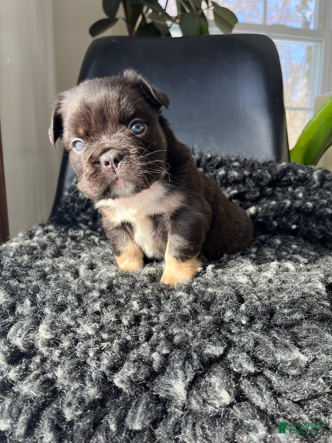 French Bulldog dogs for sale: Bruno - Ad 7