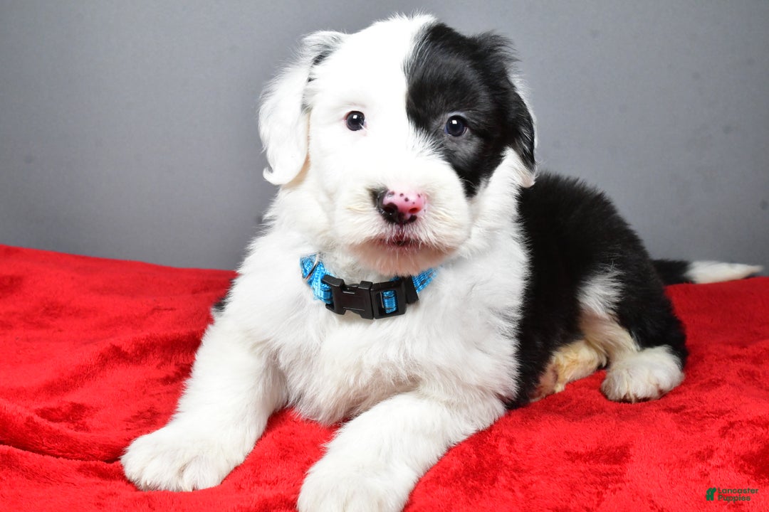 Old English Sheepdog dogs for sale: Lincoln  - Ad 3