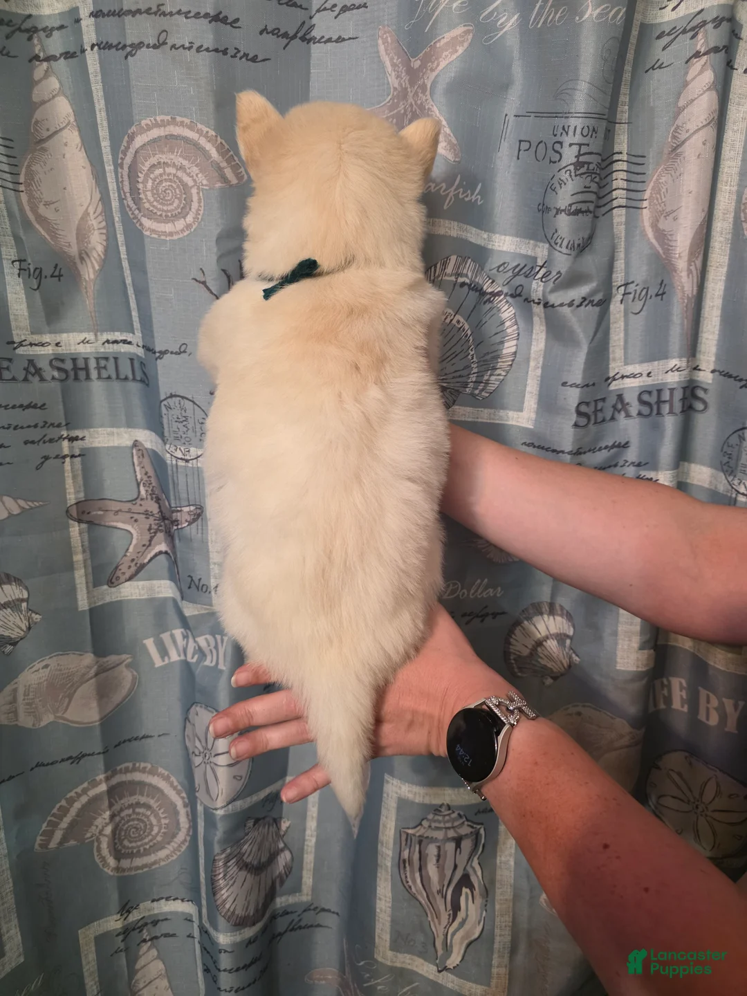 Siberian Husky dogs for sale: Green - Ad 2