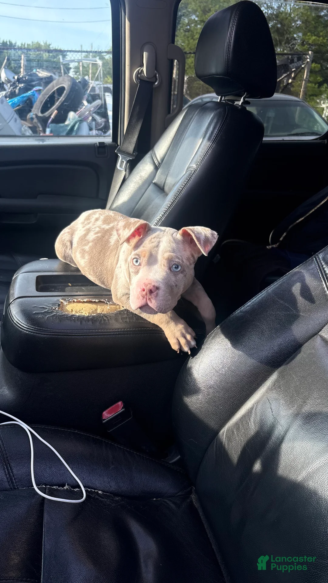 American Bully dogs for sale: American Bully Puppy 3 - Ad 1