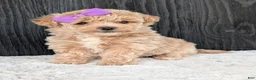 Bichpoo dogs for sale: Poppy - Ad 11