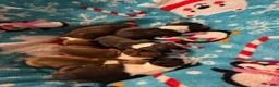 Boston Terrier dogs for sale: Sleepy-Brindle& white - Ad 11