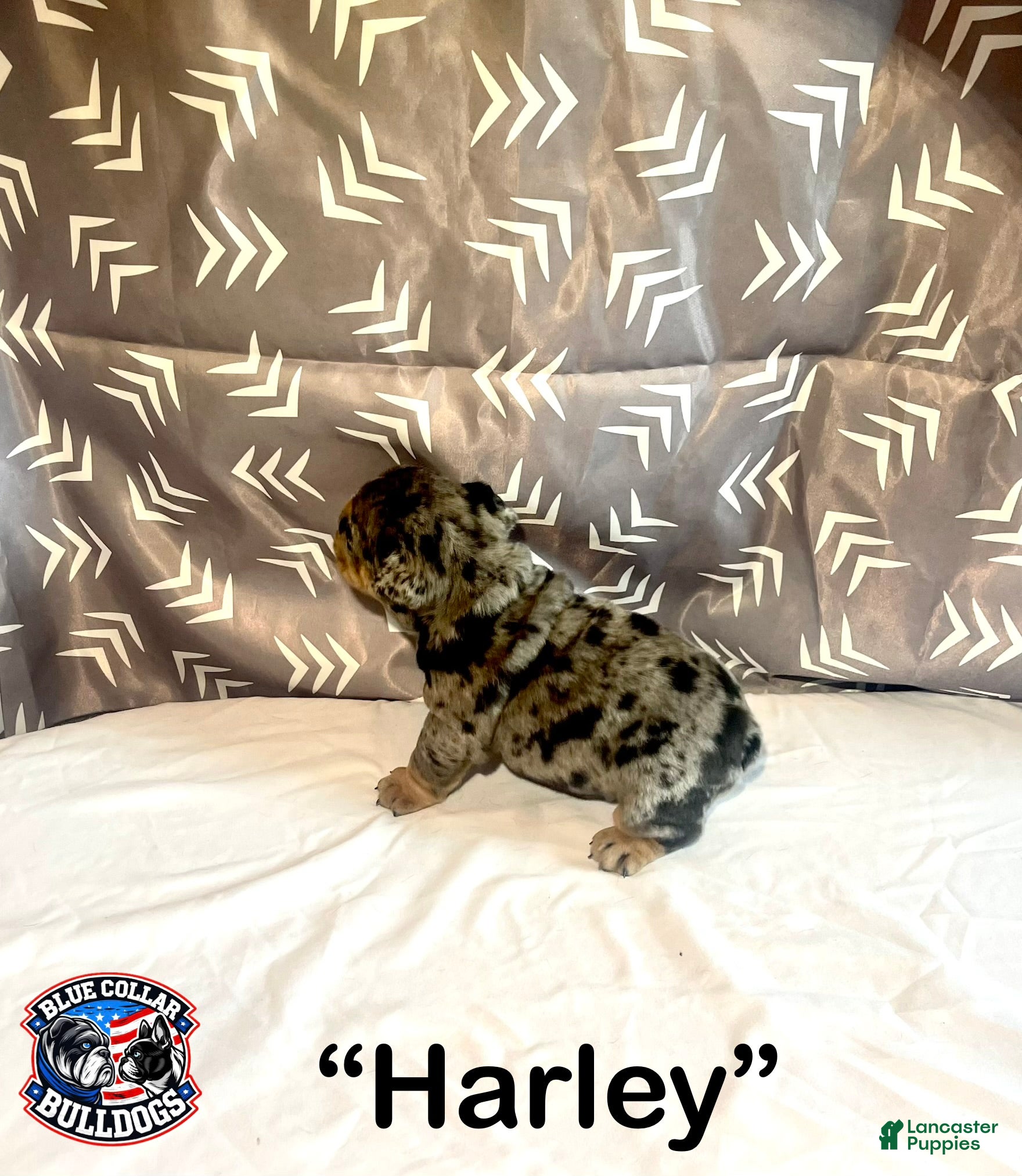 English Bulldog dogs for sale: English Bulldog Puppy - Harley - Ad 10