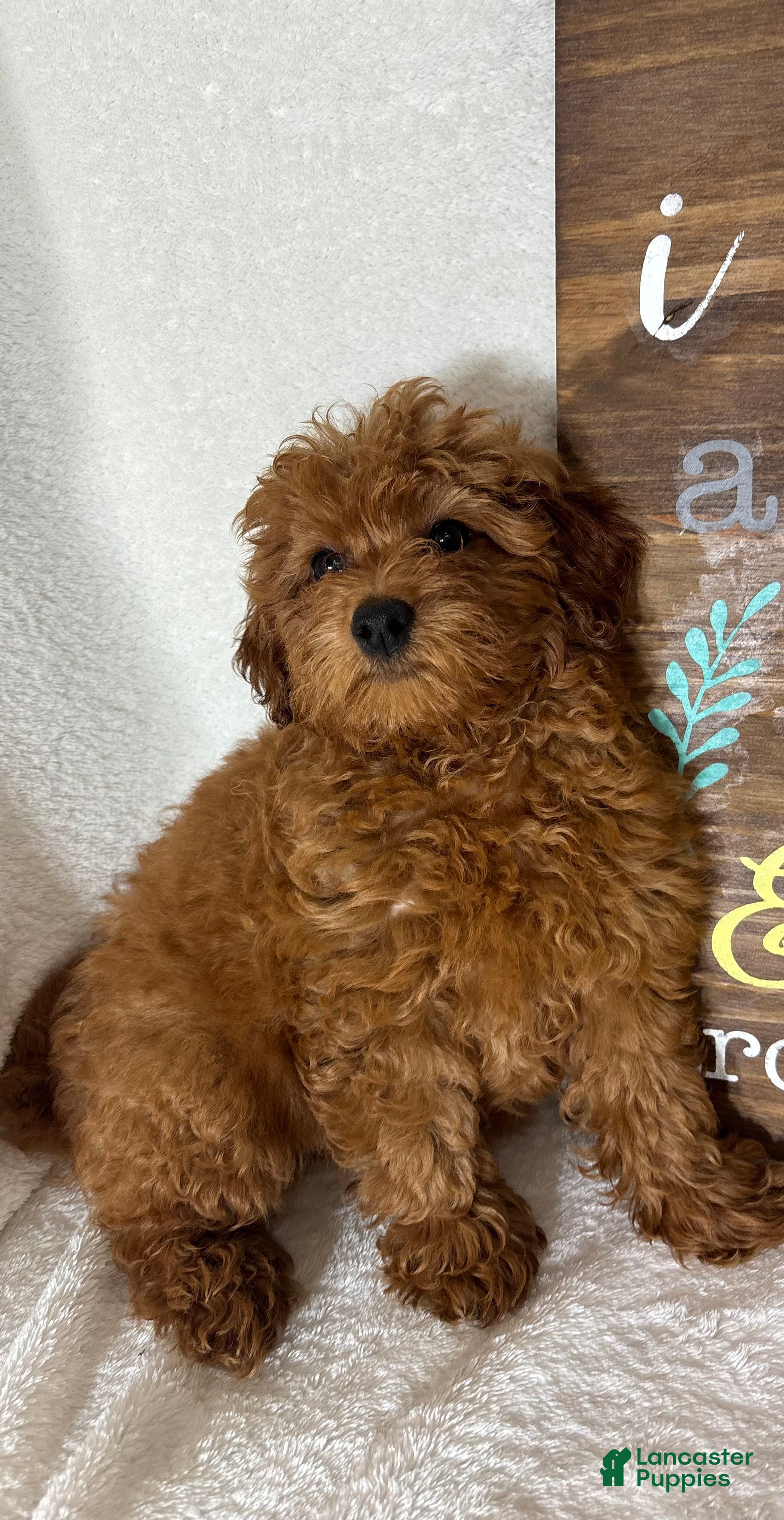 Mini Goldendoodle dogs Goldie - Ad 28