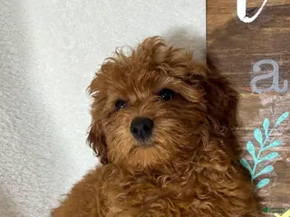 Mini Goldendoodle dogs Goldie - Ad 37