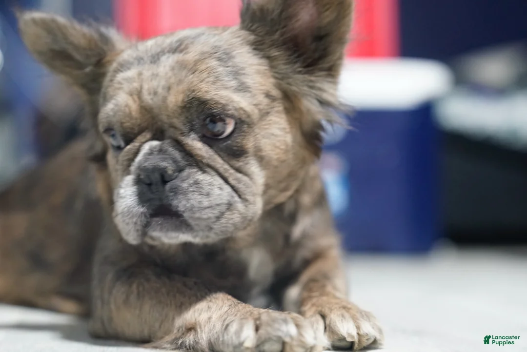 French Bulldog dogs for sale: French Bulldog 1 male  - Ad 2
