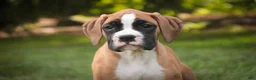 Boxer dogs for sale: Arie - Ad 5