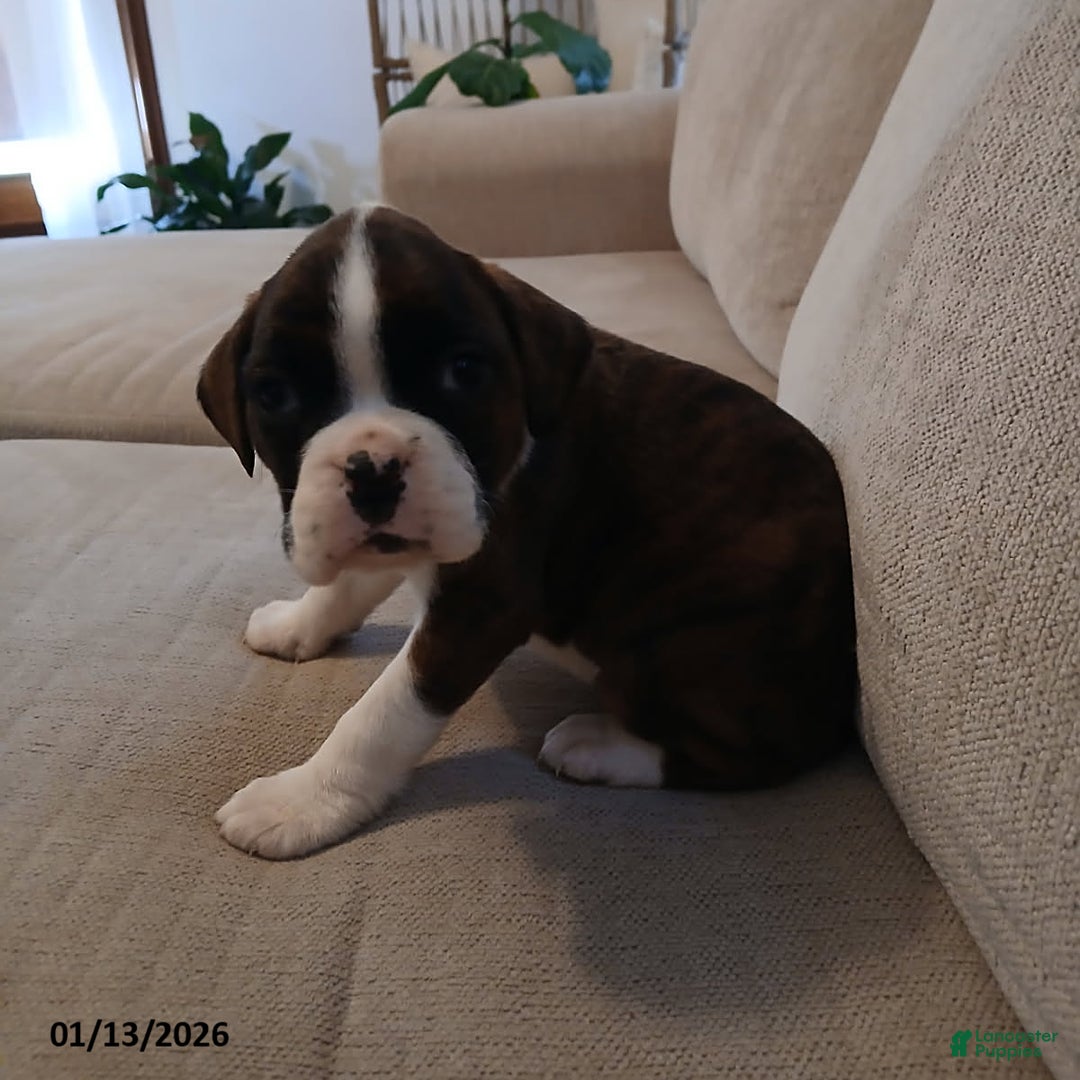Boxer dogs for sale: Amy - Ad 5