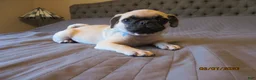 Pug dogs for sale: Pug Puppy 1 - Ad 11