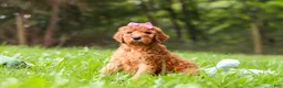 Goldendoodle dogs for sale: Kylie - Ad 7