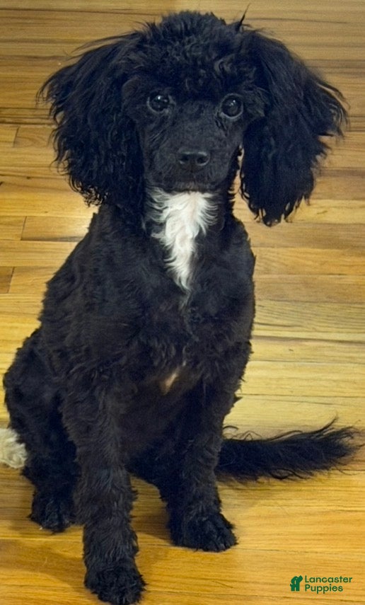 Toy Poodle dogs for sale: Italy  - Ad 1