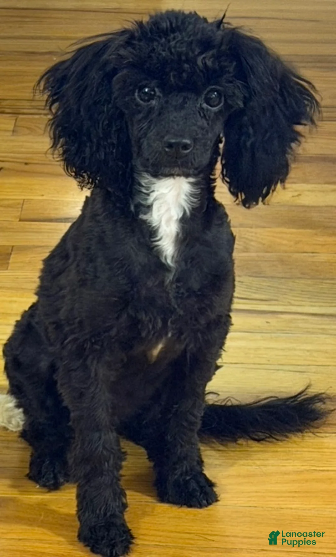 Toy Poodle dogs for sale: Italy  - Ad 1