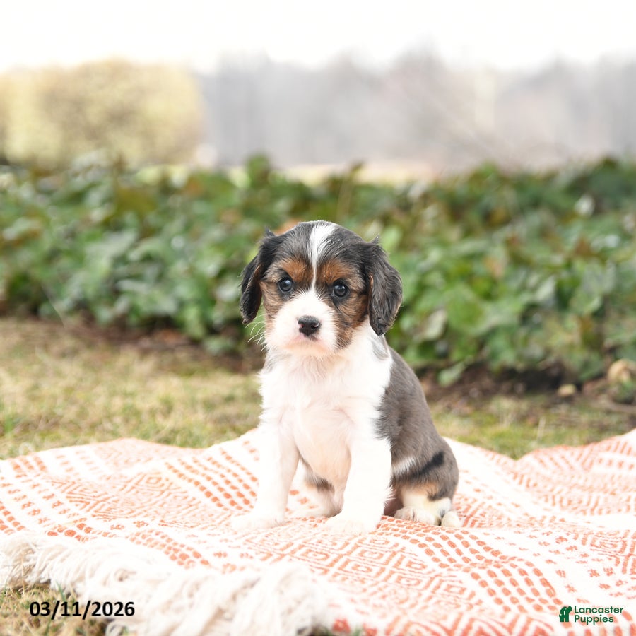 Cavalier King Charles Spaniel dogs Charlie - Ad 2