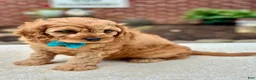 Cavapoo dogs for sale: Cavapoo 1 - Ad 4