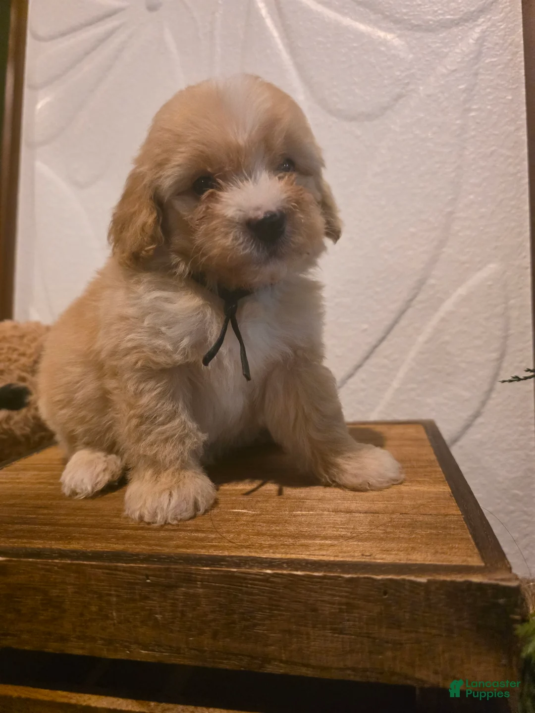 Mini Goldendoodle dogs for sale: Black collar Boy  - Ad 1