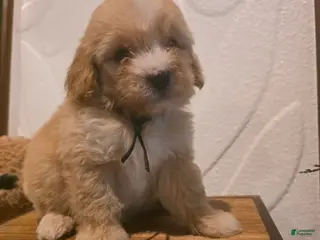 Mini Goldendoodle dogs for sale: Black collar Boy - Ad 3
