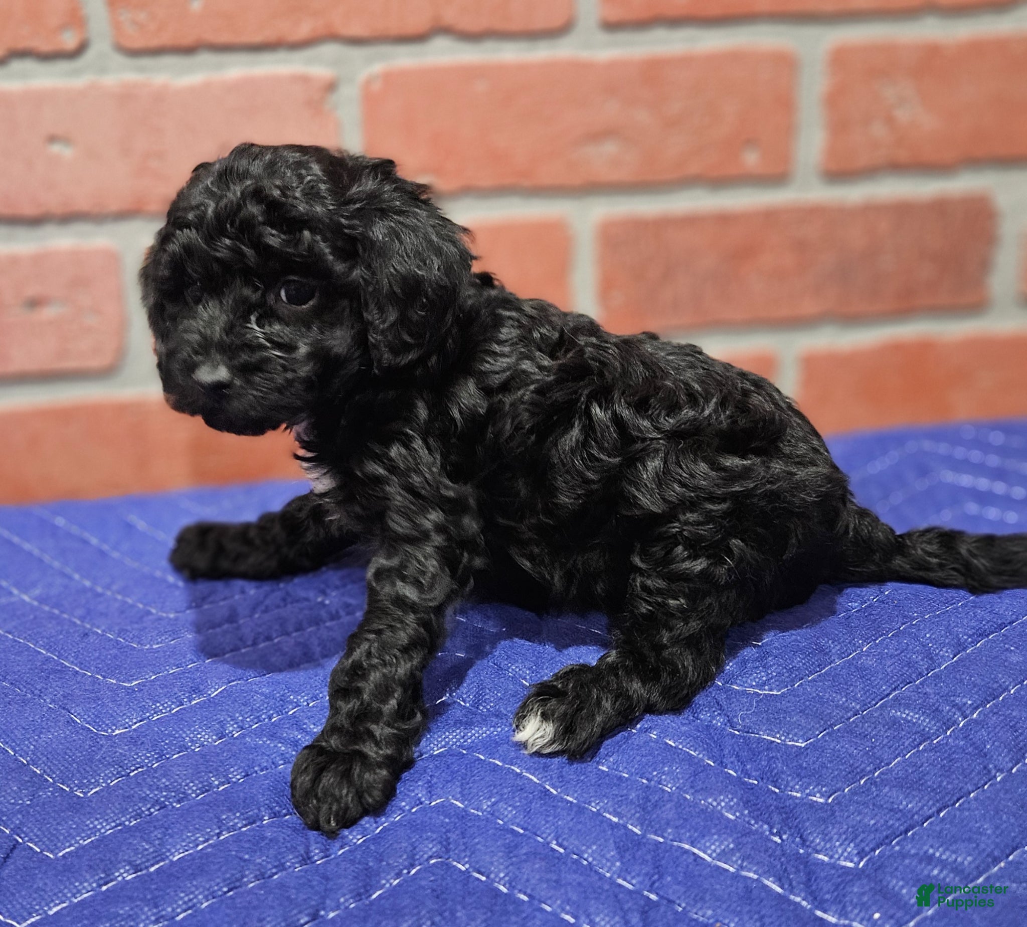 Toy Poodle dogs Toy Poodle Puppy 1 - Ad 22