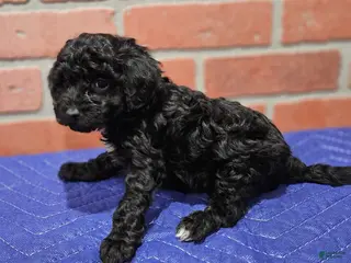 Toy Poodle dogs Toy Poodle Puppy 1 - Ad 22