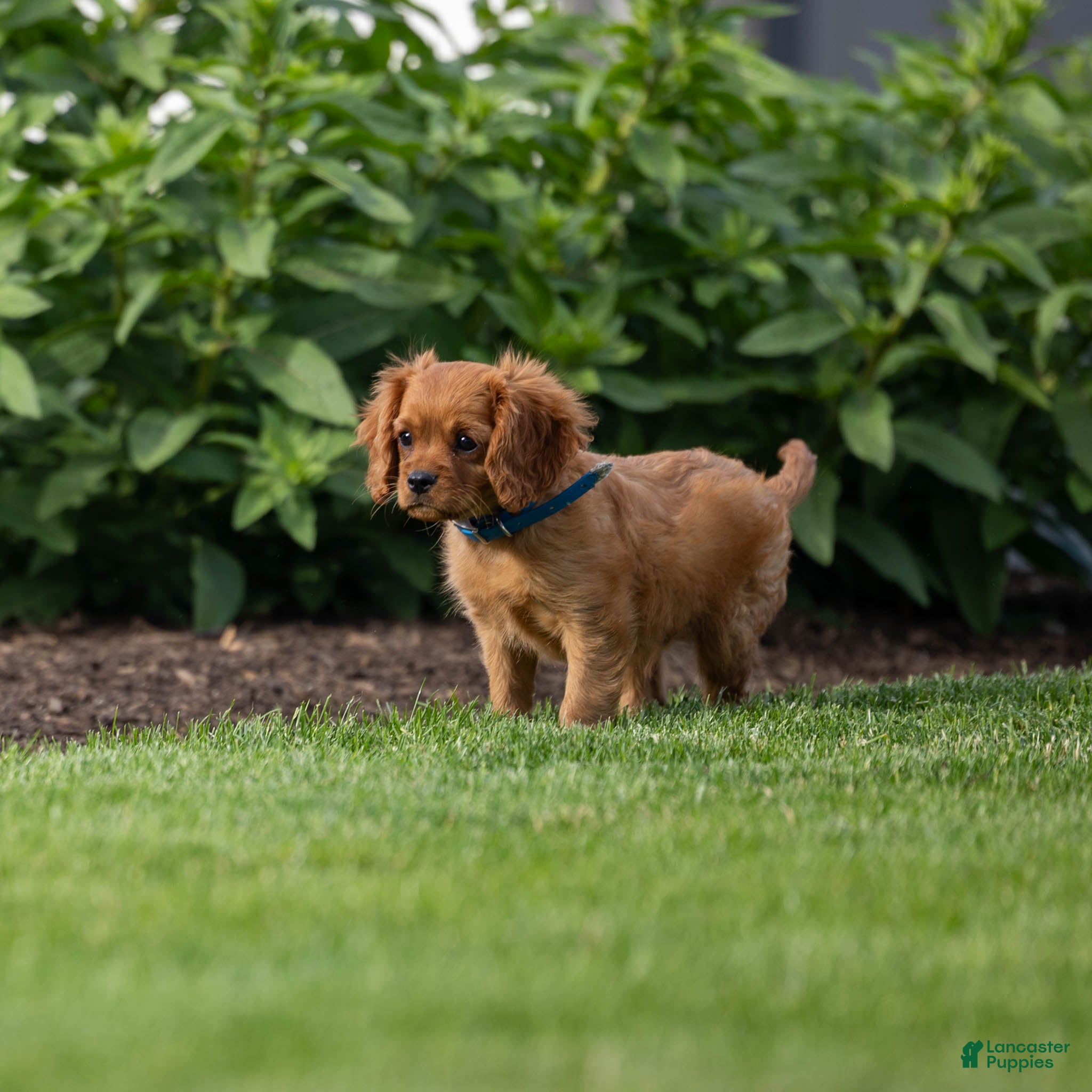 Cavalier King Charles Spaniel dogs Archie Cavalier King Charles Spaniel Puppy  - Ad 2
