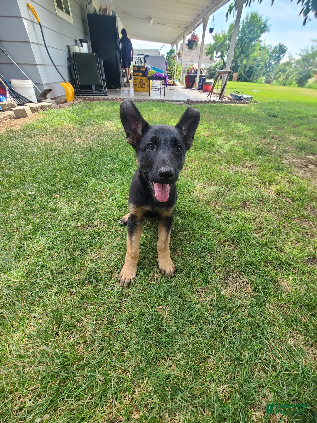 German Shepherd dogs for sale: Bibi - Ad 1