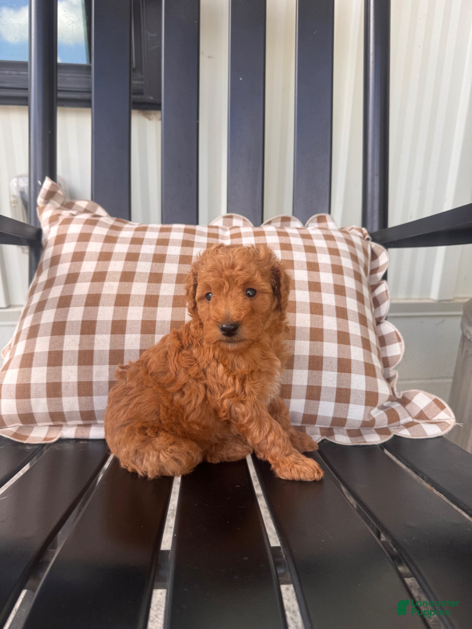 Mini Goldendoodle dogs Mini Goldendoodle Puppy 4 - Ad 1