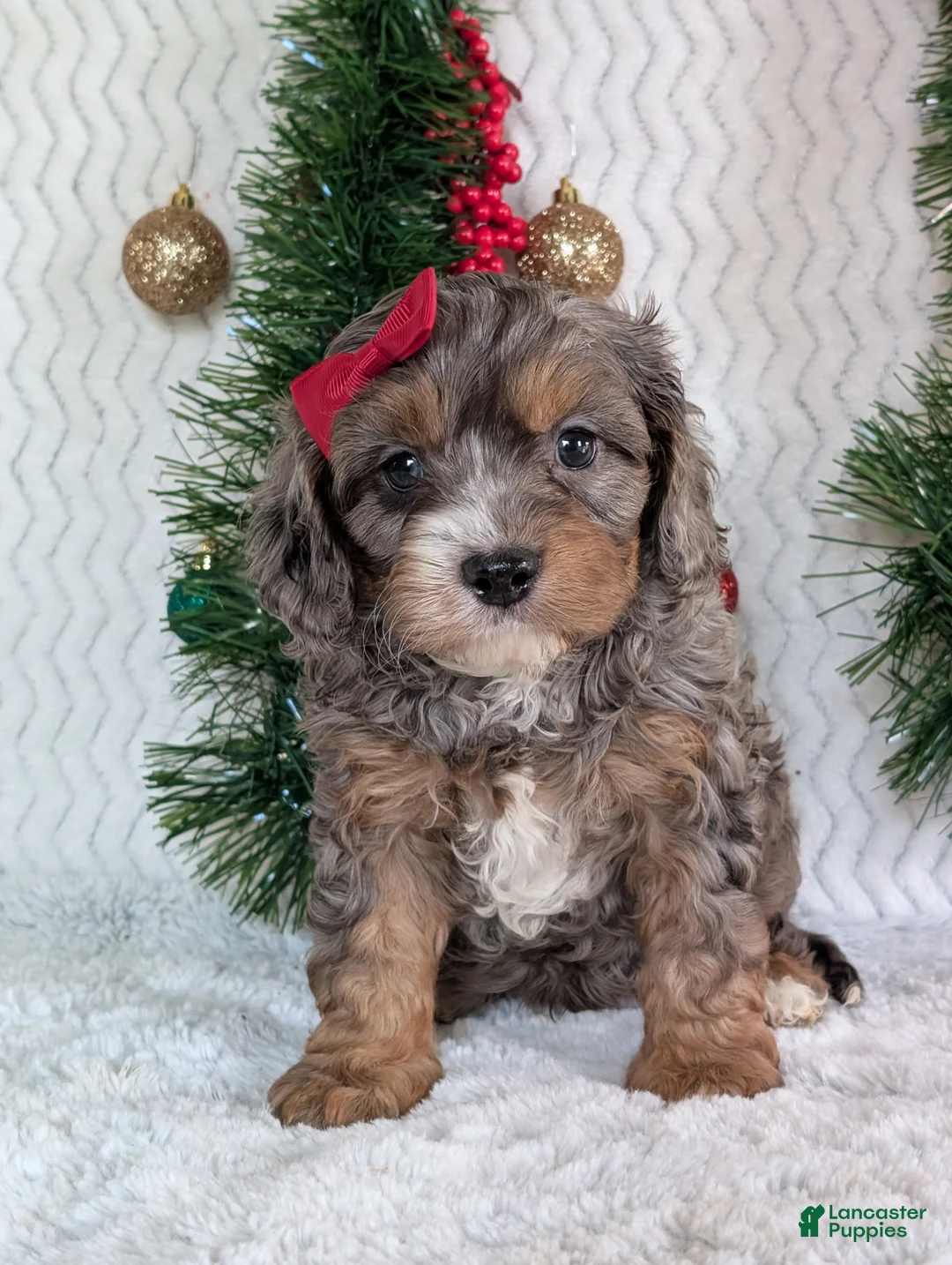Cavapoo dogs for sale: Asher - Ad 6