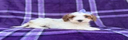 Cavapoo dogs for sale: Sapphire - Ad 3
