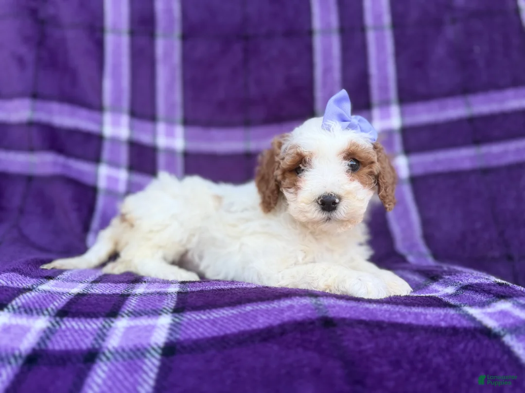Cavapoo dogs for sale: Sapphire - Ad 3